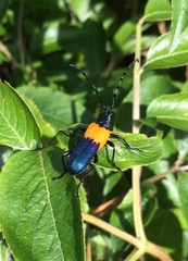 Desmocerus palliatus