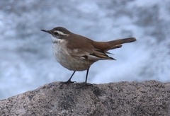 Cinclodes albiventris