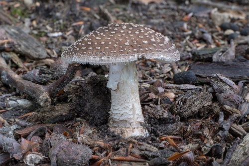 muchotrávka hrubá (Amanita excelsa)