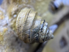 Austrocochlea constricta