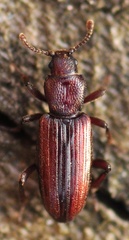 Bothrideres bipunctatus