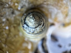 Austrocochlea constricta