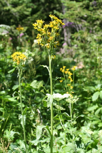 Tephroseris balbisiana, photograph 3
