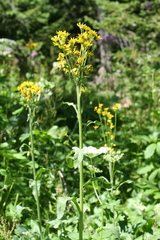 Tephroseris balbisiana, photograph (c) fmunoz, some rights reserved (CC BY)