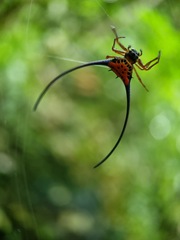 Macracantha arcuata