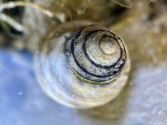 Austrocochlea constricta