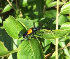 Desmocerus palliatus