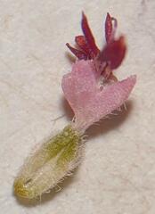 Erica globiceps globiceps