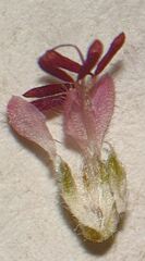 Erica globiceps globiceps