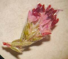 Erica globiceps globiceps