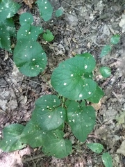 Viola suavis
