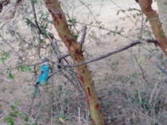 Coracias abyssinicus