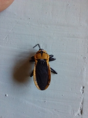 Ectrichodia crux