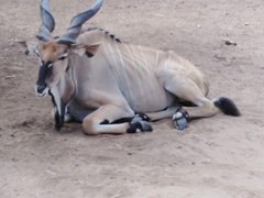 Tragelaphus derbianus derbianus