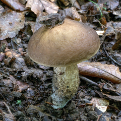 Leccinellum pseudoscabrum