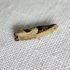 Melanodaedala scopulosana