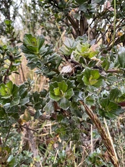 Baccharis tricuneata