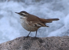 Cinclodes albiventris