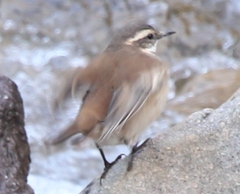 Cinclodes albiventris