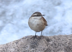 Cinclodes albiventris