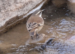 Cinclodes albiventris