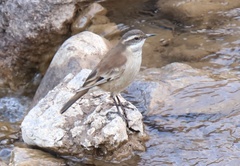 Cinclodes albiventris