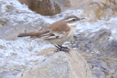 Cinclodes albiventris