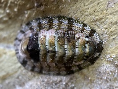 Sypharochiton pelliserpentis