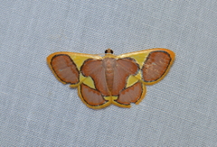 Plutodes cyclaria