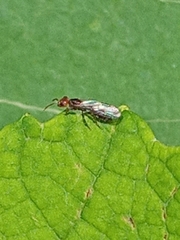 Pseudomyrmex viduus