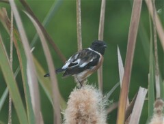 Saxicola torquatus