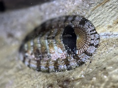 Sypharochiton pelliserpentis