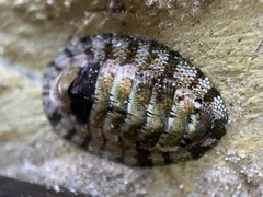 Sypharochiton pelliserpentis