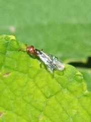 Pseudomyrmex viduus