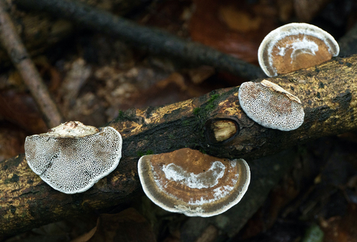 Sieťkovček červenkastý (Daedaleopsis confragosa)