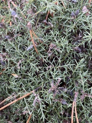 Genista hispanica