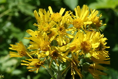 Tephroseris balbisiana, photograph (c) fmunoz, some rights reserved (CC BY)