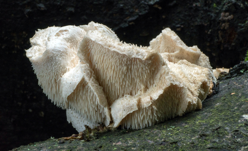 Koralovec trúdnikovitý (Hericium cirrhatum)