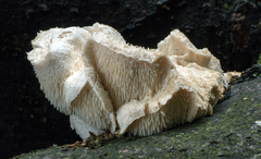 Hericium cirrhatum