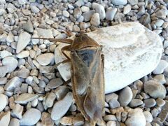 Lethocerus patruelis