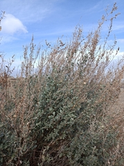 Atriplex halimus