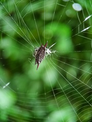 Gasteracantha mengei
