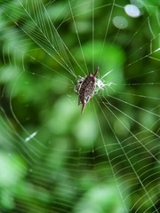 Gasteracantha mengei
