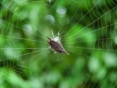 Gasteracantha mengei
