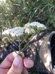 Achillea setacea