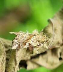 Callopistria rivularis