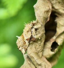 Callopistria rivularis
