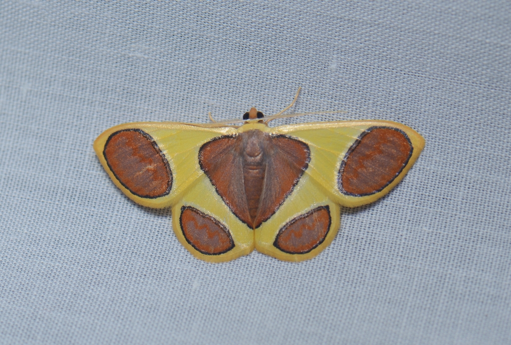 Dog's Paw Moth