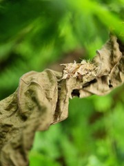 Callopistria rivularis