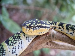 Tropidolaemus wagleri